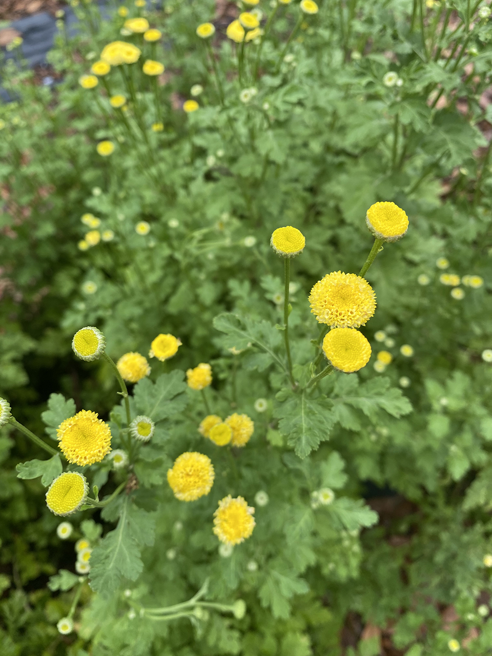 Closeup of a yellow feverfew flowers growing against a green background.